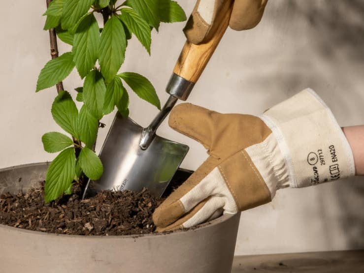 Seasonal Plant Care Tips